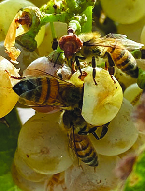 Fig. 07: Photograph of several honeybees feeding on a damaged grape.